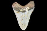 Fossil Megalodon Tooth - North Carolina #109006-2